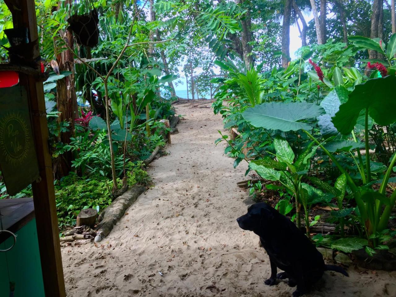 نزل Puerto Viejo de Talamancaفي Oasis المظهر الخارجي الصورة