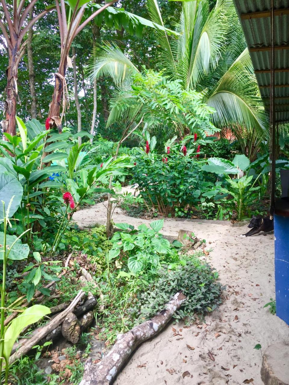نزل Puerto Viejo de Talamancaفي Oasis المظهر الخارجي الصورة